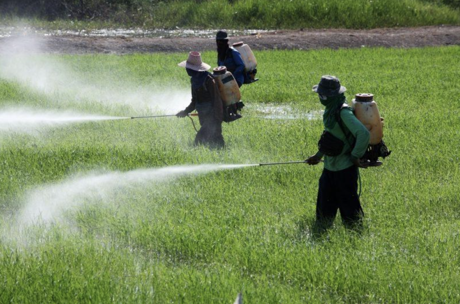 NAFDAC RAISES CONCERNS OVER UNSAFE PESTICIDES: WHAT FARMERS AND CONSUMERS SHOULD KNOW